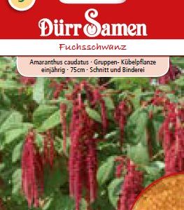 Амарантус (Amaranthus caudatus)