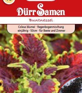 Колеус (Coleus blumei)