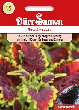 Колеус (Coleus blumei)