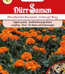 Тагетес (Tagetes patula)