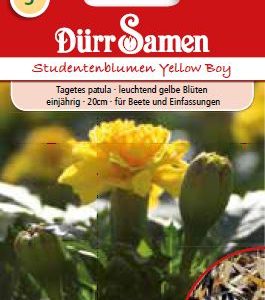 Тагетес (Tagetes patula)