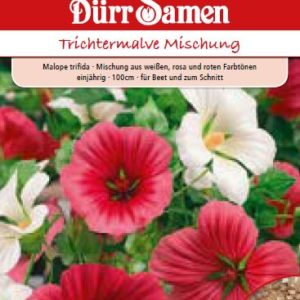Малопе (Malope trifida)