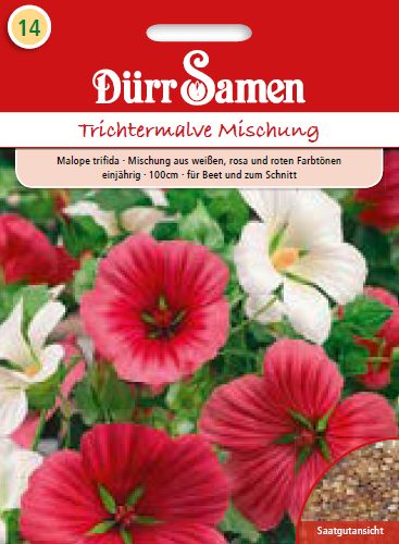 Малопе (Malope trifida)