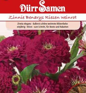 Циния Бенарис (Zinnia elegans)