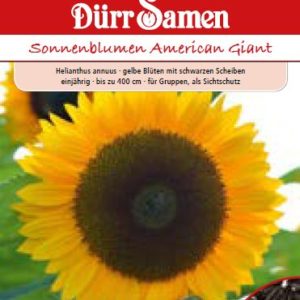 Слънчоглед Американски гигант (Helianthus annuus)
