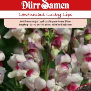 Антириум Лъки липс (Antirrhinum majus)
