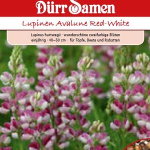 Лупинус Авалуне (Lupinus hartwegii)