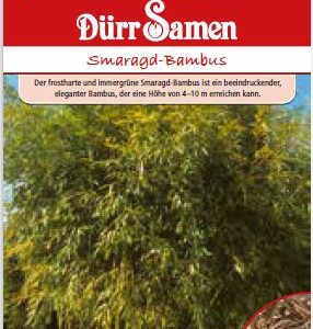 Бамбук Изумруден (Phyllostachys viridiglaucescens Bambus)