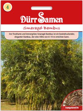 Бамбук Изумруден (Phyllostachys viridiglaucescens Bambus)