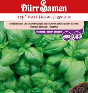 Босилек Елеонора (Ocimum basilicum)