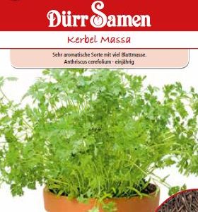 Див кервиз Масса (Anthriscus cerefolium)