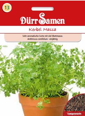 Див кервиз Масса (Anthriscus cerefolium)